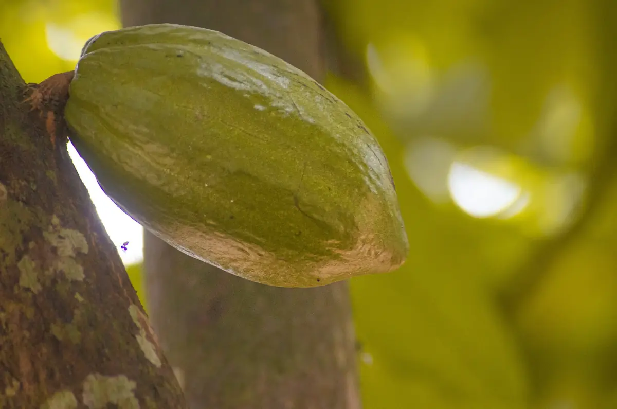 Green cocoa pod growing on a tree at a Zanzibar spice farm