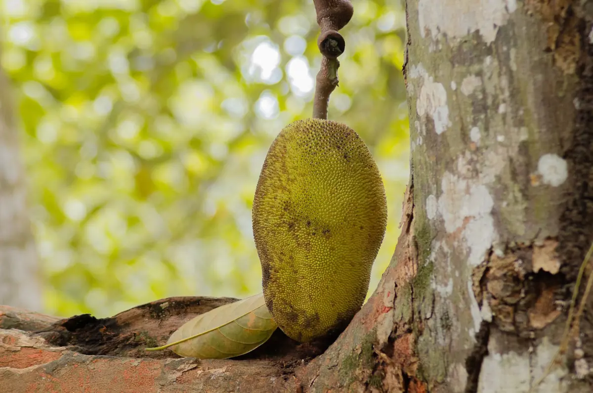 Jackfruit hanging on a tree trunk at a Zanzibar spice farm